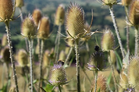 Teasels with bumblebee